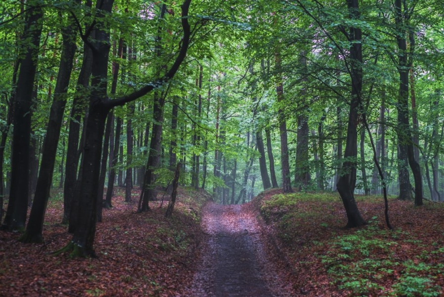 The EU must do more to stop the import of illegal timber