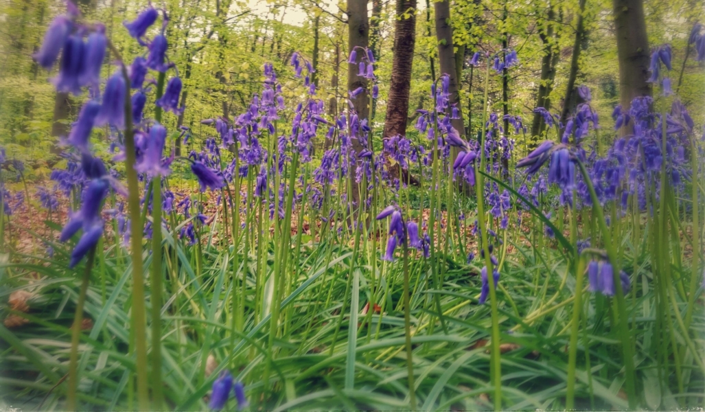 Budgets & bluebells in Brussels: Springtime in the European Parliament