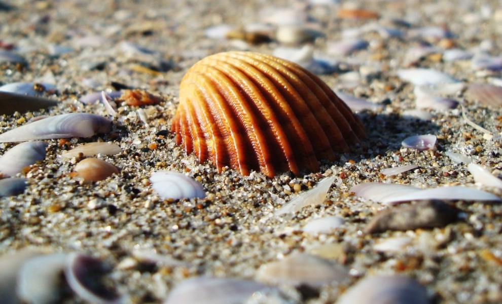 Under the shell: Ending money laundering in Europe