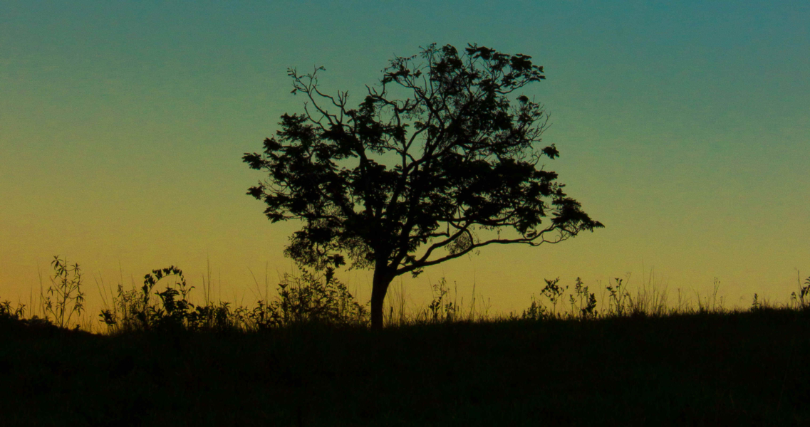 Safeguarding against corruption: The EU and REDD+