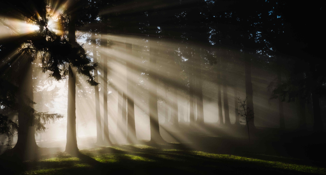 Event report: Ensuring integrity in REDD+ and Forest Climate Finance